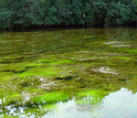 Algae blooms caused by fertiziler washed into coastal water